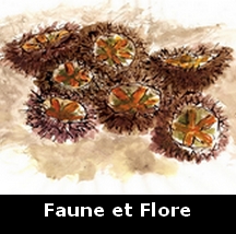 Faune et flore